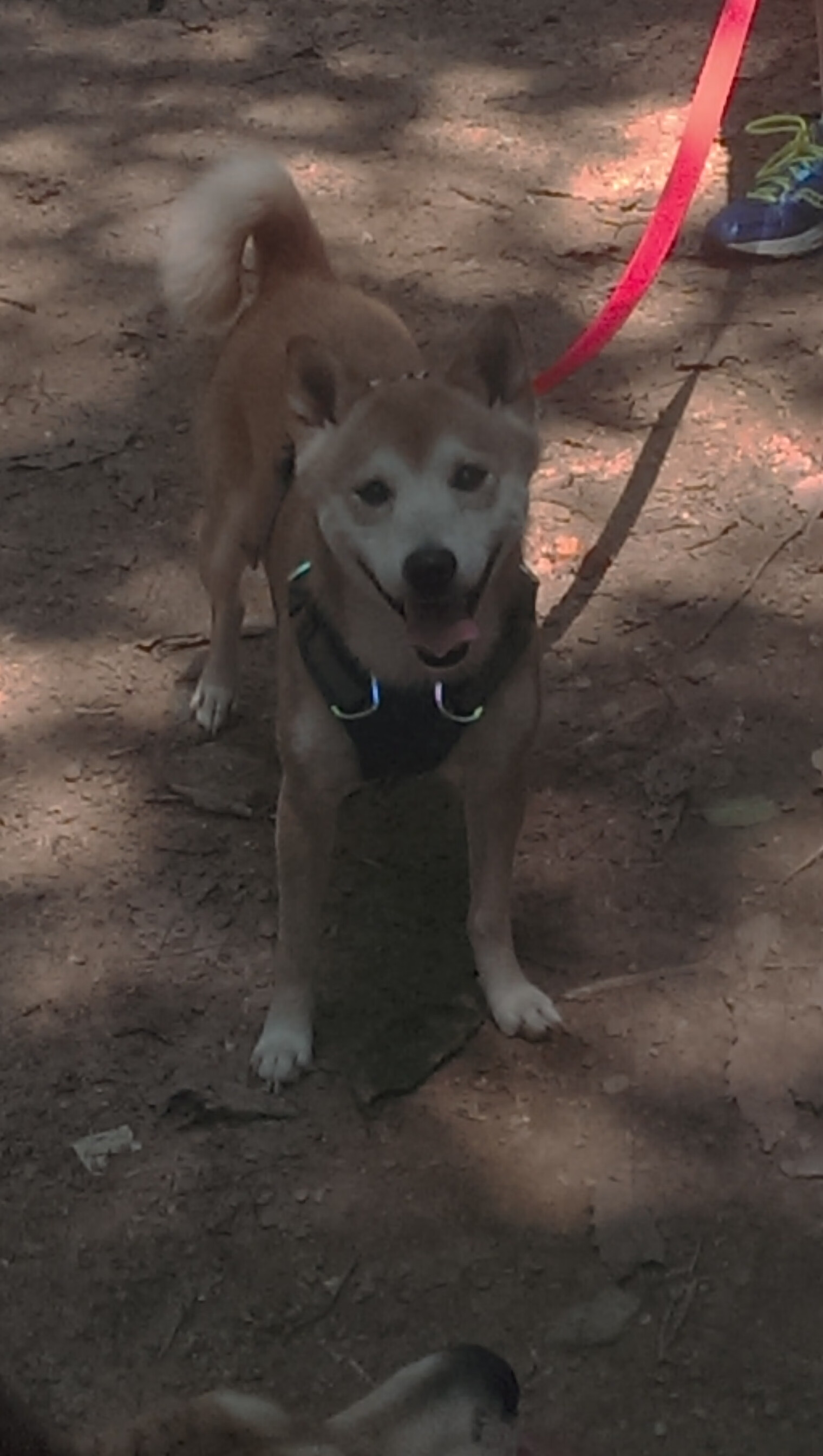 爱游戏登录入口-全运会男子体操单项决赛精彩纷呈,全运会男子体操单项冠军