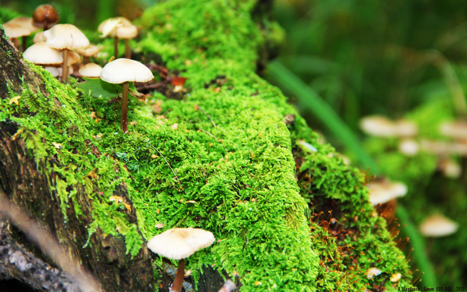 爱游戏APP-德甲球队采用脑电反馈技术提高比赛专注力,脑电反馈训练利弊