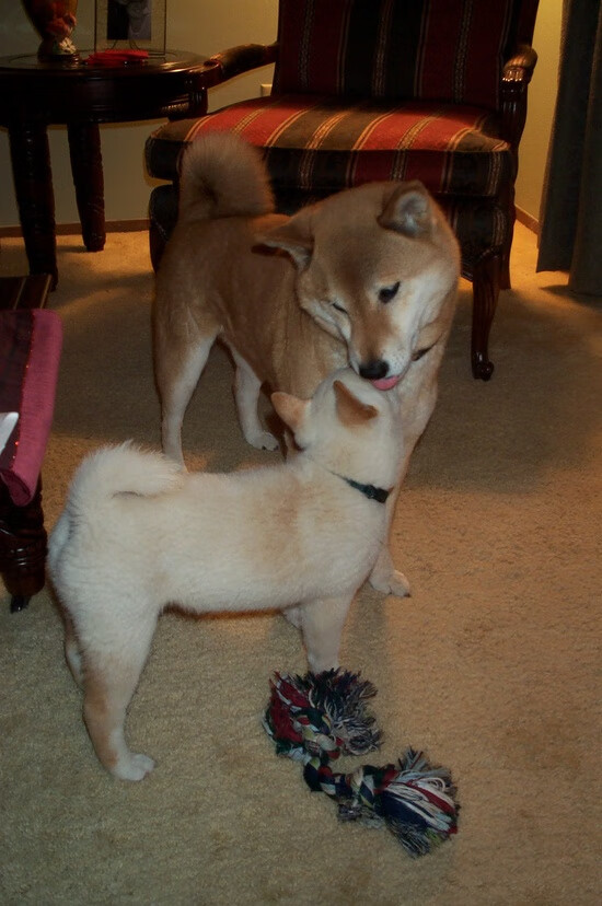 爱游戏体育-篮球专项技能训练中动作协调性提升的训练方法探讨,篮球身体协调