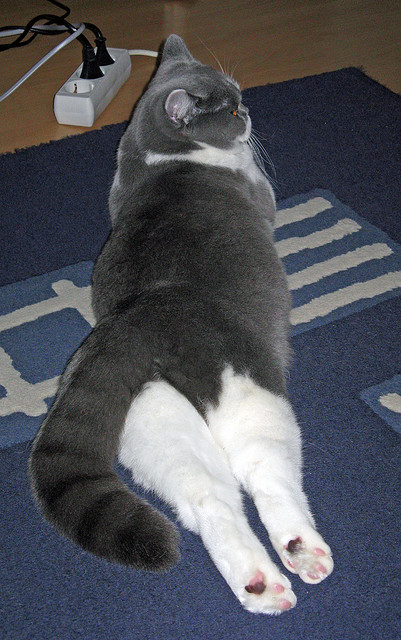 爱游戏官网-高校学生运动表现与生活方式之间的相关性研究,大学生有关运动情况调查报告