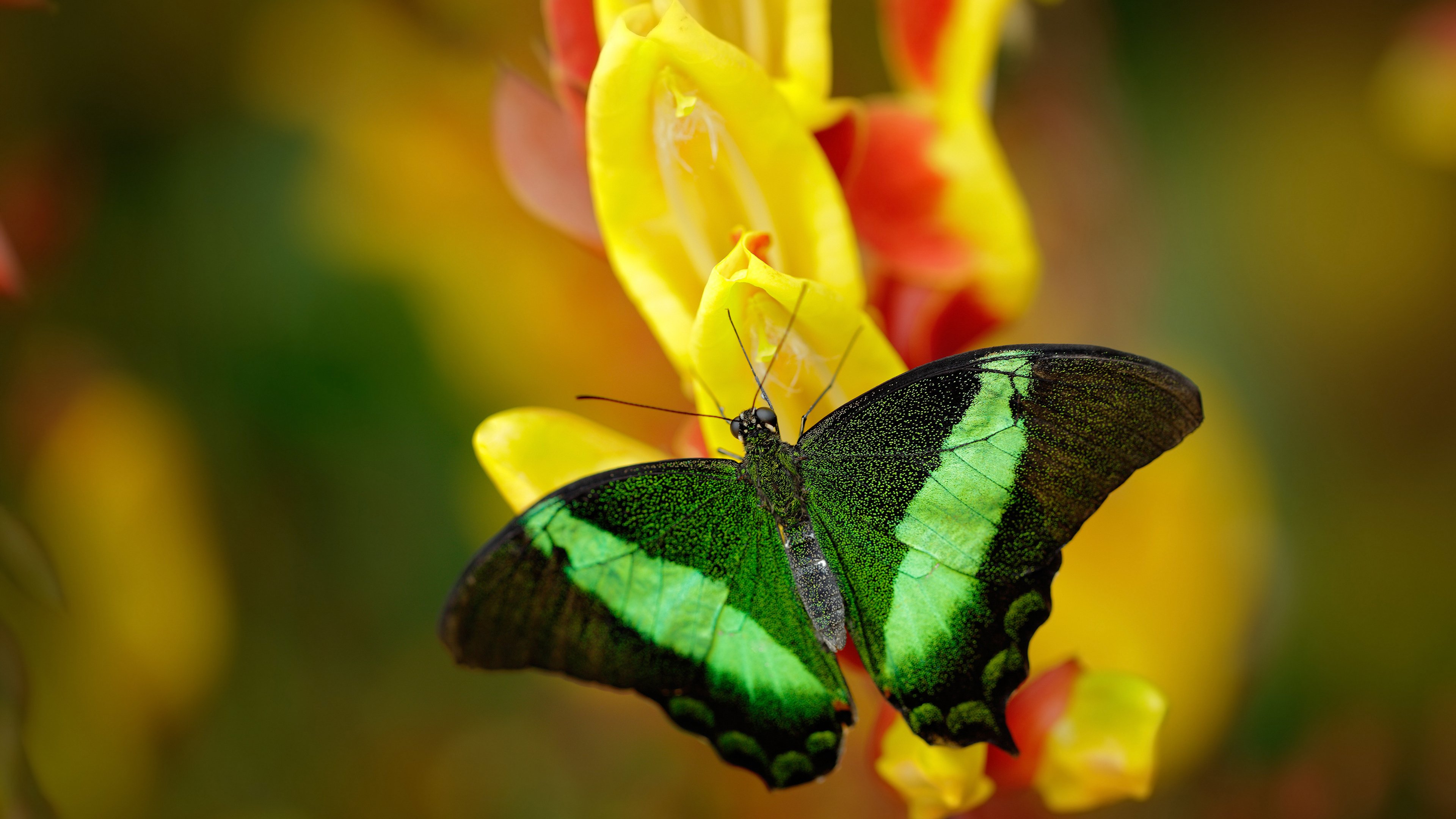 爱游戏游戏平台-“沙滩手球激战正酣，天府新区迎来激情四溢”