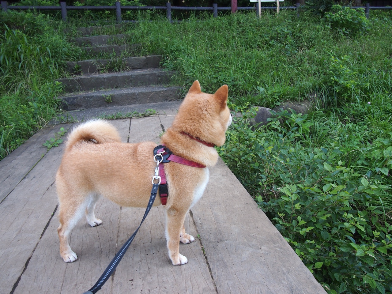 爱游戏体育客户端-五大联赛战术变革是否真正实现节奏现代化,五大联赛战术变革是否真正实现节奏现代化